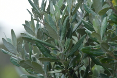 Corokia macrocarpa