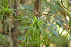 Dracophyllum arboreum