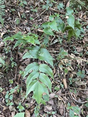 Cyrtomium caryotideum