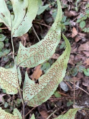 Cyrtomium caryotideum