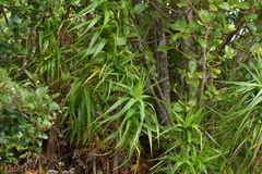 Dracophyllum arboreum