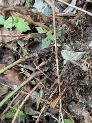 Cyrtomium caryotideum