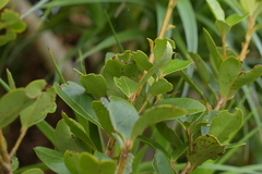 Myrsine chathamica