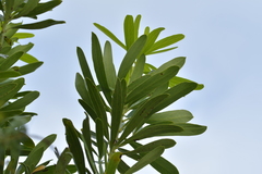 Pseudopanax chathamicus