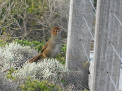 Dasyornis broadbenti