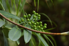 Pseudopanax chathamicus