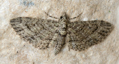 Eupithecia subvirens