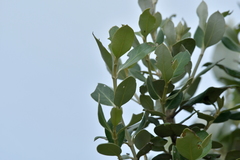 Olearia traversiorum