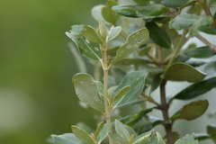 Olearia traversiorum