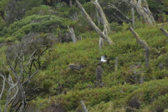 Hemiphaga chathamensis