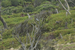 Hemiphaga chathamensis