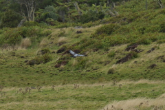 Hemiphaga chathamensis