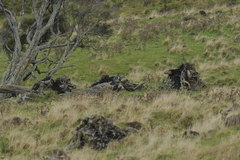 Hemiphaga chathamensis