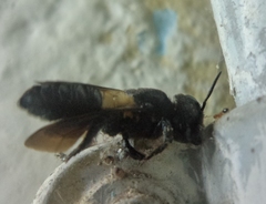 Megachile disjuncta