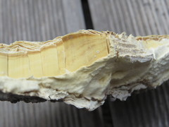 Trametes warnieri