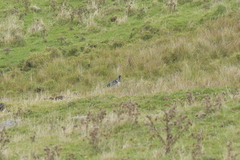 Hemiphaga chathamensis