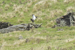 Hemiphaga chathamensis