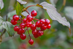 Viburnum opulus