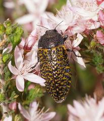 Stigmodera macularia