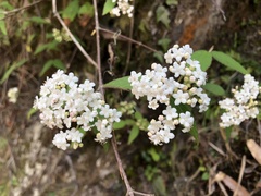 Viburnum erosum