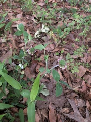 Trifolium reflexum