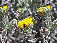 Pentzia dentata