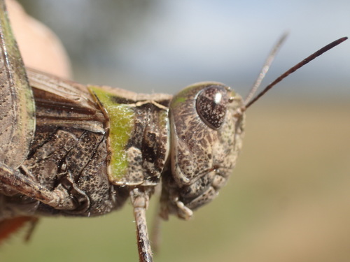 Southeastern Austroicetes photo 3