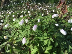 Anemonoides nemorosa