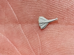 Pentzia dentata
