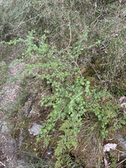 Ribes formosanum