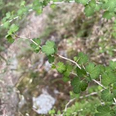 Ribes formosanum