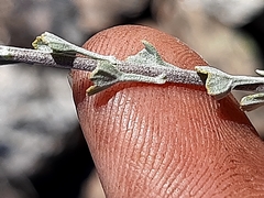 Pentzia dentata
