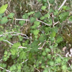 Ribes formosanum