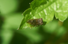 Machaerotypus sibiricus