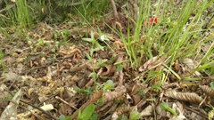 Buglossoides incrassata splitgerberi