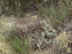 Arctotis bellidifolia