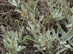 Arctotis bellidifolia