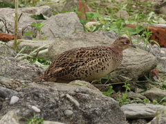 Phasianus colchicus formosanus