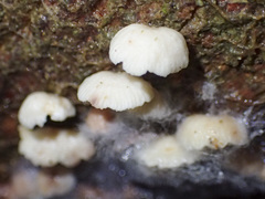 Roridomyces austrororidus
