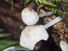 Roridomyces austrororidus