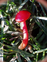 Coccineae