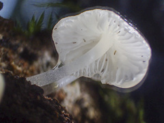Roridomyces austrororidus