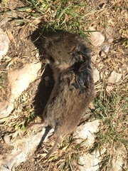 Microtus duodecimcostatus