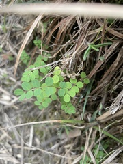 Astragalus nokoensis
