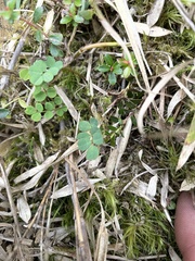 Astragalus nokoensis