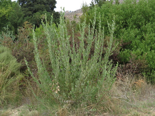 Fatleaf Capesweetpea (Podalyria rotundifolia)