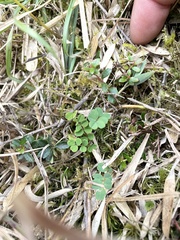Astragalus nokoensis