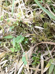 Astragalus nokoensis