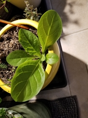 Tracheophyta