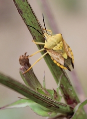 Carpocoris coreanus
